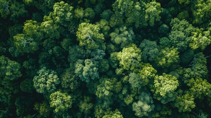 Wall Mural - A lush green forest canopy against a clear blue sky