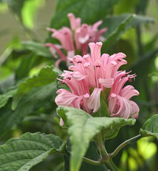 Wall Mural - Beautiful close-up of justicia carnea