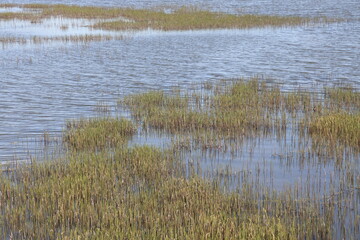 thickets of grass on a pond pond in shallow water near the shore in the countryside in May in the Moscow region, 2024 2