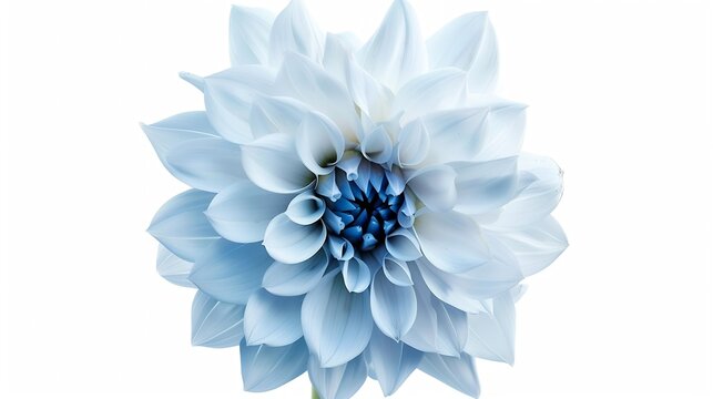 light blue flower on a white  background isolated  with clipping path Closeup big shaggy  flower for design  Dahlia : Generative AI