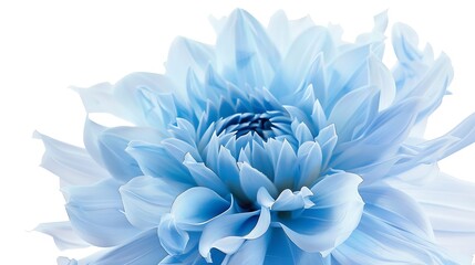 Poster - light blue flower on a white  background isolated  with clipping path Closeup big shaggy  flower for design  Dahlia : Generative AI