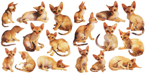Wall Mural - abyssinian watercolor illustration clipart.
