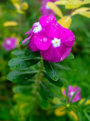 Poster - Beautiful purple flower in a tropical garden