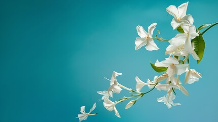Wall Mural - Jasmine bloom A beautifull white flower of Jasmine falling in the air isolated on blue background Levitation or zero gravity concept High resolution image : Generative AI