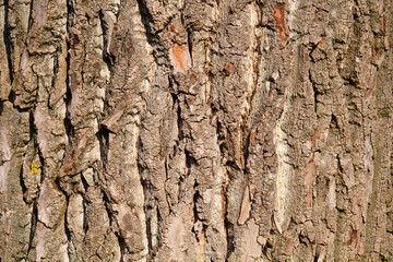 Candadian poplar bark detail