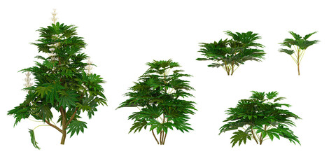 plerandra elegantissima trees isolated on white background, tropical trees isolated used for design
