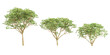 © Saifstock - Fraxinus Griffithii tress collection with realistic style