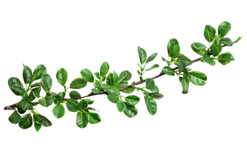 Poster - green boxwood branch isolated on white or transparent png