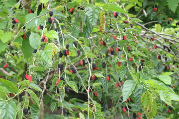 Wall Mural - Morus rubra, commonly known as the red mulberry, is a species of mulberry native to eastern and central North America.	
