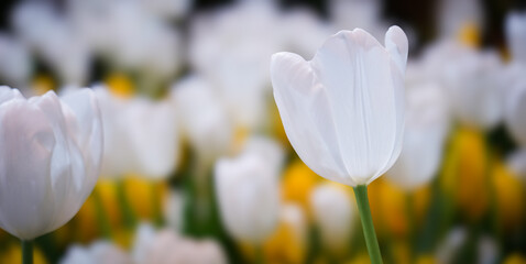 Wall Mural - Close up white tulips flower in the garden, Spring background.