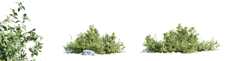 Fototapete - Aronia Melanocarpa shrub isolated on transparent background. 3D render.