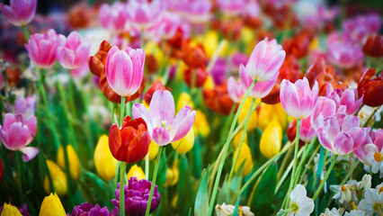 Wall Mural - Beautiful tulips in the garden, Wallpaper nature background.