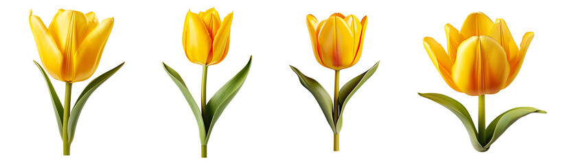 Collection set of yellow tulips flower isolated on transparent background