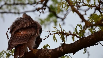 Wall Mural - Long-eared Owl Asio Otus in the wild An owl chick sits on a branch at night with a mouse in its beak.