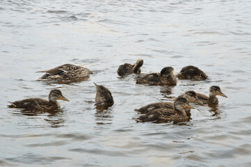 Wall Mural - Duck with ducklings.