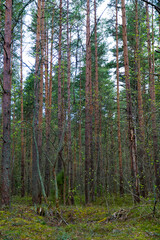 Wall Mural - A tranquil forest scene featuring tall pine trees with lush green foliage. Perfect for nature-themed projects, backgrounds, or environmental presentations