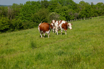 Wall Mural - cows in the meadow