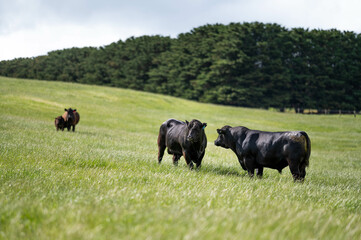 Wall Mural - beautiful cattle in Australia  eating grass, grazing on pasture. Herd of cows free range beef being regenerative raised on an agricultural farm. Sustainable farming of food crops.