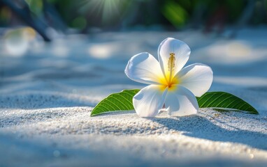 A white flower rests on top of the sandy beach, showcasing the beauty of nature in a coastal setting