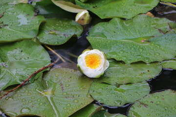 white water lily on the pond