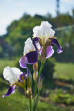 Kosaciec, irys ,Iris L.