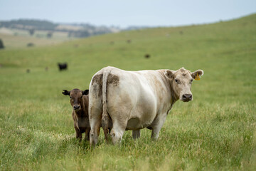 Wall Mural - Australian wagyu cows grazing in a field on pasture. close up of a black angus cow eating grass in a paddock in springtime in australia