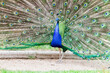 © ADDICTIVE STOCK - Stunning Peacock Showcasing Full Plumage Display