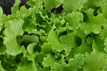 Green lettuce leaves in the background, picture of green lettuce leaves growing in a vegetable garden, organic lettuce leaves