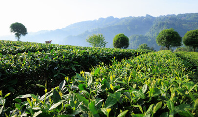 Sticker - Green tea trees in spring mountains