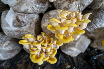 Poster - Golden mushrooms thrive in greenhouses in North China