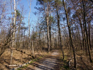 Wall Mural - Boschi di Cesate, in the natural park of Groane, Milan, Italy