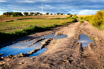 Wall Mural - Charcos en el camino del olivar