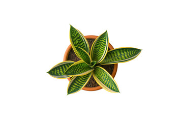 A Dracaena trifasciata or snake plant in a pot with green leaves and brown spots.On transparent background.Generative ai illustration.