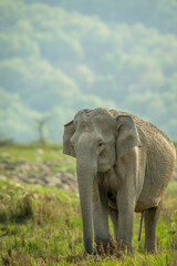 Wall Mural - wild female asian elephant or Elephas maximus indicus head on closeup in natural green scenic grassland in background during summer season safari at jim corbett national park forest uttarakhand india