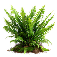 Wall Mural - Spring fern growing up in forest isolated on white background, professional photography, png
