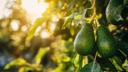 Wall Mural - Sunlit Orchard View with Fresh Avocados Dangling from the Branches