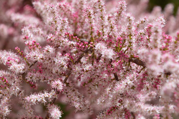 Wall Mural - Beautiful pink flowers of Tamarix parviflora. smallflower tamarisk. Spring bloom.