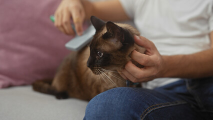 Wall Mural - In a cozy indoor setting, a man gently grooms a siamese cat with a brush, illustrating a moment of pet care and affection.