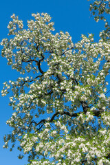 Wall Mural - White flowers of Robinia pseudoacacia. false acacia, black locust.