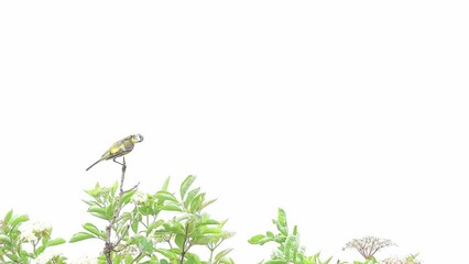 Wall Mural - Western yellow wagtail flies from elderberry tree (Motacilla flava)