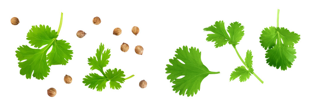 Dried coriander seeds with fresh green leaf isolated on white background. Top view. Flat lay