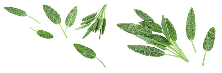 Wall Mural - fresh sage herb isolated on white background with full depth of field. Top view with copy space for your text. Flat lay