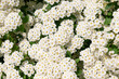 © bykot - Small white flowers of Spiraea chamaedryfolia, close-up.