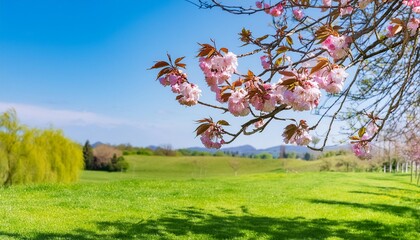 Wall Mural - fresh pink cherry blossom flowers on a tree in springtime with a blurred defocused fresh spring blue sky and lush green grass background