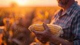 Fototapeta Big Ben - Farmer holding corn in golden hour light vast field.