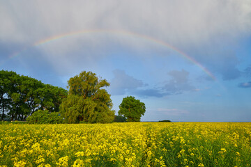 Wall Mural - Spring agricultural landscape with big rape fields and rainbow in sky