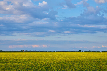 Wall Mural - A beautiful view of the rainbow over a field of yellow rapeseed