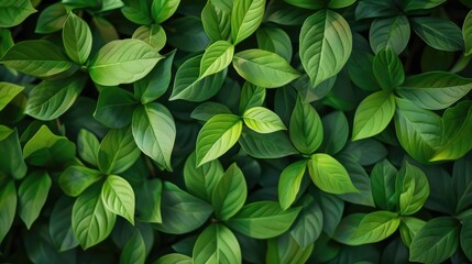 Wall Mural - A background of juicy leaves. Dark green foliage, abstract background, natural texture. A place for the text.