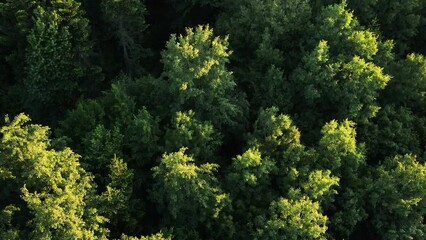 Marvelous view, flying over woods in early morning hour, cinematic countryside woodland. Branches and leaves move freely in wind. Amazing aerial drone footage of majestic green forest