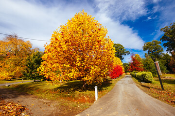 Sticker - Marysville in Autumn Colours in Australia